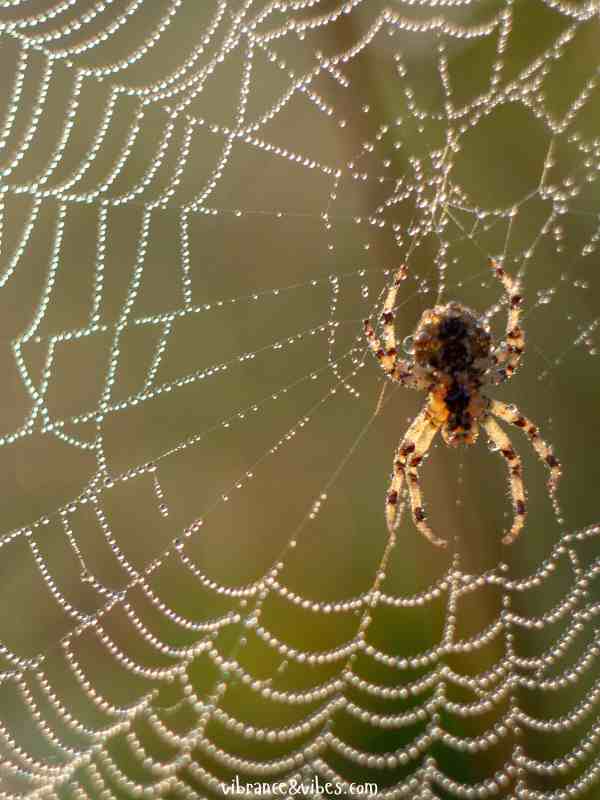 Spider-Web-Art-with-Yarn